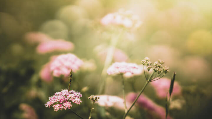 Naturopathie et bien-être - Naturopathie pour votre bien-être : fleurs des champs